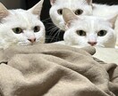猫プロが撮った写真集あります 猫大好きな猫好き猫ままです!猫の写真提供 イメージ8