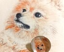 動物や植物などをやさしいタッチで描きます /写真などを元にスケッチ風に仕上げます イメージ2