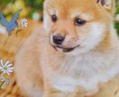 ココナラ★初心者の悩み不安共有し笑顔に変換します シニアが輝く♡60代～70代80代ok　知識　経験　自信　愛 イメージ3