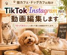 猫カフェ・犬・小動物も！集客に繋がる動画編集します 「この子に会いたい！」を引き出す、動物カフェ動画 イメージ1