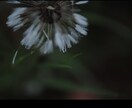 花のおしゃれなオリジナル写真素材を提供します WEBサイト・ロゴ・バナーなどに！4608 x 3456 イメージ3