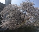 大学受験レベルまでの英作文のお手伝いをします 学校・塾から英作文の宿題が！どう書こう…良い例文ないかな？ イメージ2