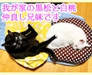 猫ちゃんの気持ち伝えます 愛猫の気持ちをタロットで視ます◆虹の橋を渡った子の鑑定も可 イメージ6