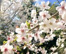 ヒーリング重視◇癒しのタロット鑑定いたします おしゃべりとちょっとタロット◇一緒に幸せを見つけましょう イメージ1