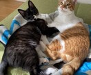 いつでも何でもお話お聞きします！ます 嬉しいこと悲しいこと。なんでも聞かせてください！ イメージ1