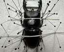 昆虫標本の作成を代行します 屋号名: BOOM INSECT イメージ5