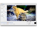 l【動画編集】動画に文字や音、エフェクトをかけます 動画にテロップやＢＧＭ,効果音を入れたい方向けです イメージ1