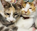 ペットの心の声届けます ペットの気持ちを知りたいと思いませんか？ イメージ2