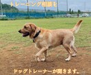 ドッグトレーニング・しつけの相談を聞きます トレーニング相談をドッグトレーナーが聞きます イメージ1