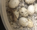 爬虫類の飼育相談を承ります 爬虫類全般の飼育相談！※専門雑誌掲載経験が複数回あります イメージ2