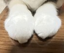 あなたのお話し何でもお聞ききします 孤独じゃないですよ！私は何でも聞きますから！ イメージ1