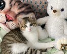 ペットのお悩み解決策お伝えします 猫や犬が飼いたい！また飼っている方のお悩み イメージ5