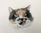 大事なペットの肖像画を描きます ただ細かく描き写すのでなく、雰囲気のある作品に仕上げます！ イメージ2