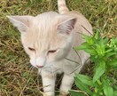 精神疾患とともに働く保育士が、あなたのお話聴きます 否定しません/悩み/話し相手/愚痴/精神疾患/不安/保育士 イメージ5