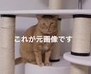 記念日やギフトに！名画や季節の背景で加工します 真珠の耳飾りの少女風など、世界に一枚のアートへ仕上げます イメージ4