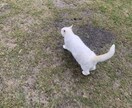 あなたの長所見つけます 一緒に強みを探させてください！ イメージ1