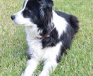 犬の飼い方相談承ります ドッグトレーナー、トリマーとしての観点からアドバイス！ イメージ1