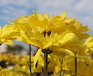 お花の写真ご提供します 貴方だけの四季の花々を見て癒されませんか？ イメージ2