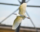 写真データ販売致します 鳥など自然を撮っております。色々な写真があります。 イメージ10