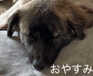 大切なペットのLINEスタンプお作りします 我が家の子をお写真から可愛いスタンプに仕上げます イメージ2