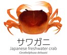 ライブ即納！1時間で生き物イラスト描きます 配信中限定出品！制作過程をリアルタイムにご覧いただけます イメージ8