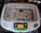 カメ（世界のカメ）のことなんでも相談のります 世界中のカメを飼育してきた私に飼育していてもこれからの方も イメージ3