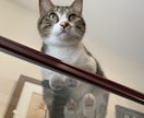 女性クリエイターがオリジナルムービーを制作します 大切な愛犬・愛猫の思い出作りにムービーを制作してみませんか？ イメージ3