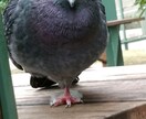 歌い手があなたの話し相手になります これから僕と一息入れませんか？ イメージ3