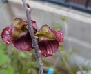 お得意様専用、家庭菜園長期伴走致します 野菜、果樹、花木じっくり一緒に伴走いたします。 イメージ2