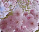 綺麗に風景の写真やお花等の写真撮ります 風景の写真、お花など好きな方！ イメージ8