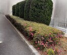 庭木・植木の業者選定や見積相談承ります 女性相談員が丁寧にお話を伺います イメージ5
