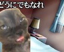 猫ミームをあなたの代わりに作ります！ます 今流行りの猫ミームをあなたの代わりに作ります！ イメージ1