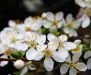 精霊調律の序章｜魂に触れるチャクラとオーラを視ます チャクラとオーラに宿る今のあなたの“本音”を、静かに映します イメージ5