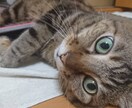 ほっとしませんか？日々の悩みをお聞きします 猫のお母さんききみみネコが日々の悩みを伺います イメージ2