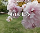 桜の写真LINEスタンプ作ります 文字変更OKやさしい桜スタンプ イメージ7