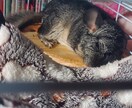 チワワやチンチラの話聞きます喋ります ★チワワやチンチラの可愛いお悩み・飼育相談も大歓迎です！ イメージ1