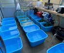 ペットショップ店員がメダカの飼育お答えします 飼育について、夏、冬、季節の飼育、繁殖、稚魚管理、商品など イメージ4