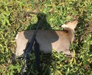 狩猟に関する相談を受け付けます 狩猟経験者としての目線からアドバイス致します。 イメージ4