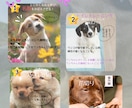 Instagram・SNS投稿画像を制作します 子育て・ペット・スポーツ関連のデザインが得意です イメージ2