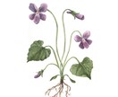 水彩画で植物イラストを描きます ボタニカルアートのようなイラストならおまかせください イメージ3