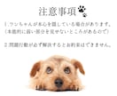 愛犬と飼い主様の心を繋ぎたい。ワンコと話します タロット・ダウジング・アニコミの３本柱で愛犬の気持ちを深堀り イメージ7