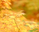 癒しの傾聴　子育てや結婚生活の悩み　解決に導きます お子様.パートナー.義理父母との関係にお悩みのあなたへ イメージ5