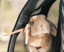 ペットの魅力を最大限に引き出した写真を撮ります 動物好きカメラマンが、とっておきの一枚の一枚を提供します！ イメージ7