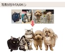 様々な絵柄で*ペット・動物のリアルイラスト描きます 【商用利用可】SNSアイコン・プレゼント・ご自宅に飾る用など イメージ9