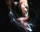 写真補正、画像補正、画像加工全般致します 写真の加工に関してはお任せください！ イメージ1