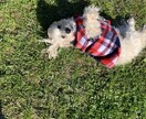 犬の何でも相談を承ります ２０年たくさんの犬と深く携わってきました何でもご相談ください イメージ2