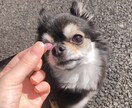 愛するペットの悩みを解決します あなたとペットのより良い生活を応援します！ イメージ1