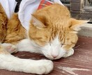 ほっとひと息つきましょう☕️やさしくお話聞きます 癒し声◎友だち感覚◎少しの時間でも気軽にお試しください☘️ イメージ7