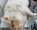 動物関連のことならなんでもお受けします 動物病院で出来る事、飼育されてるペット様に関する質問何でも イメージ6