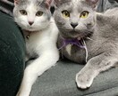 心休まる三毛猫屋。悩みをゆるりとお聴きします 心の悩み・ペット（資格有)・美文字のコツ何でもお話しください イメージ5